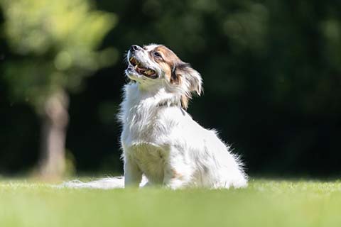Hundewiese Eickhorst