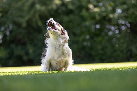 Hundewiese Eickhorst
