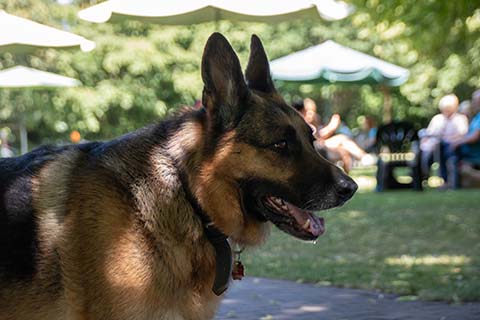 Hundewiese Eickhorst