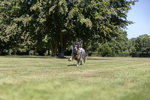 Hundewiese Eickhorst