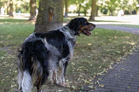 Hundewiese Eickhorst