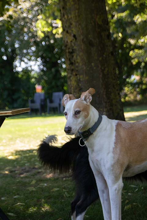 Hundewiese Eickhorst