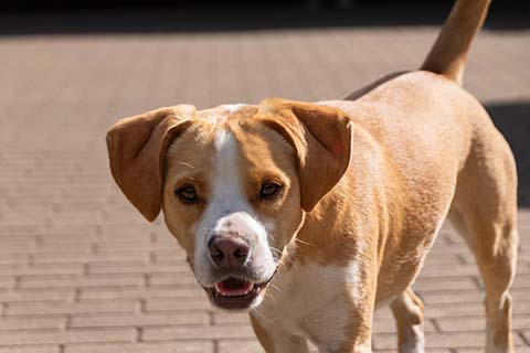 Hundewiese Eickhorst