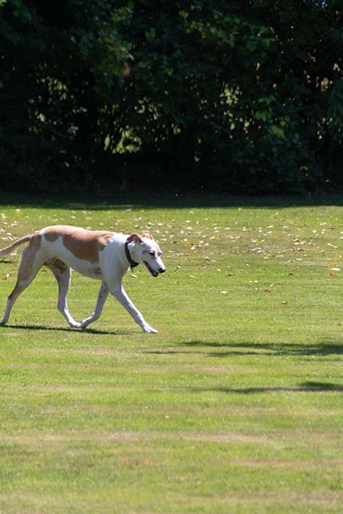 Hundewiese Eickhorst