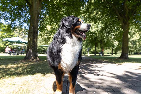 Hundewiese Eickhorst