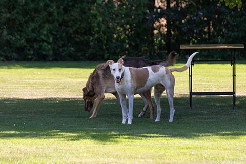 Hundewiese Eickhorst