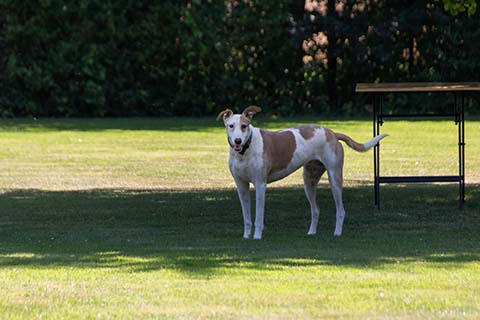 Hundewiese Eickhorst