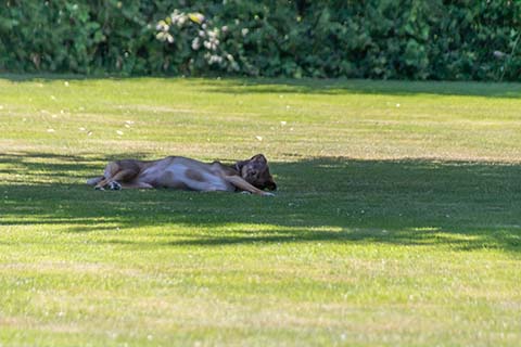 Hundewiese Eickhorst