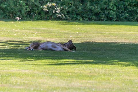 Hundewiese Eickhorst