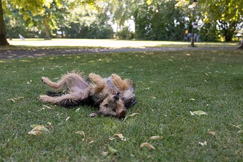 Hundewiese Eickhorst