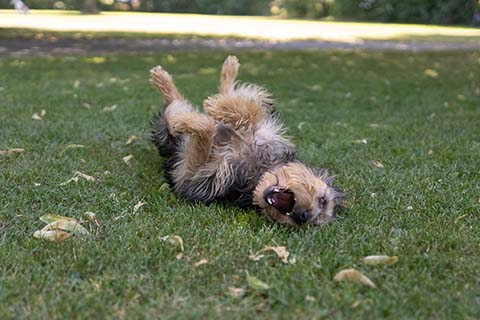 Hundewiese Eickhorst