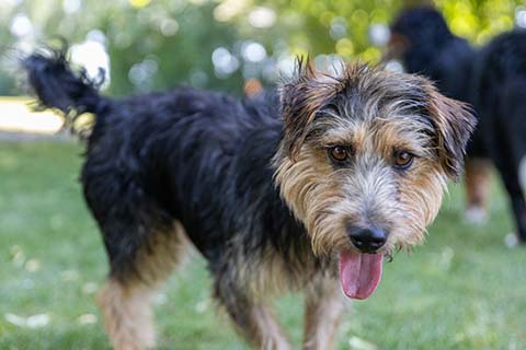 Hundewiese Eickhorst