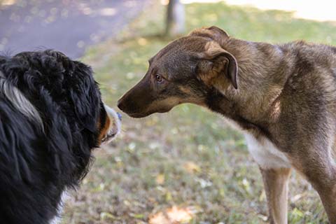Hundewiese Eickhorst