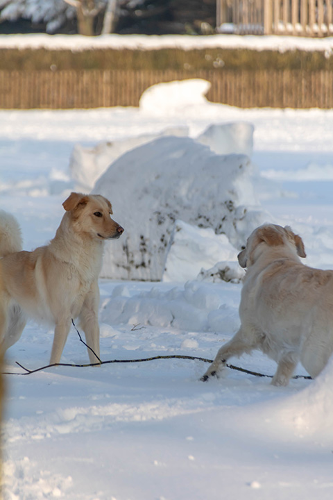 Hundewiese Eickhorst