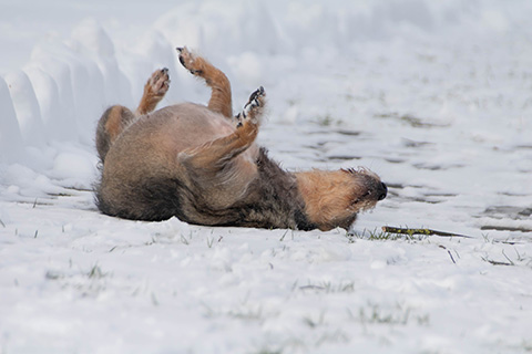 Hundewiese Eickhorst