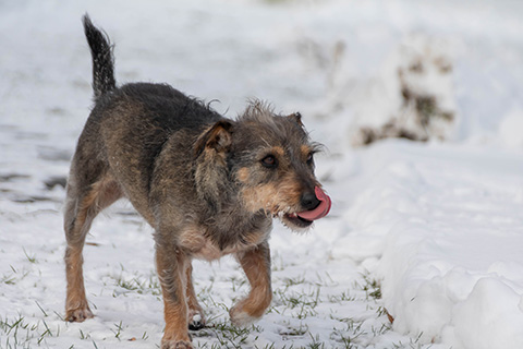 Hundewiese Eickhorst