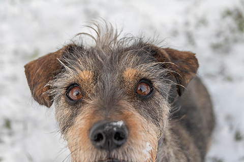 Hundewiese Eickhorst