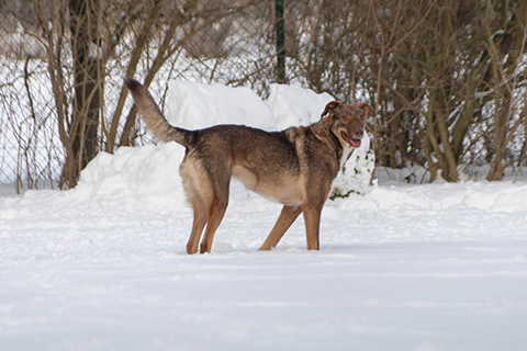 Hundewiese Eickhorst