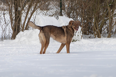 Hundewiese Eickhorst