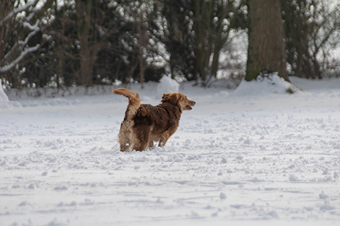 Hundewiese Eickhorst