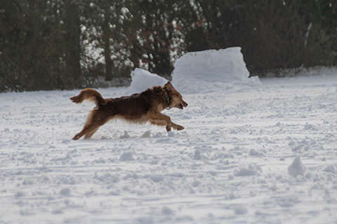 Hundewiese Eickhorst