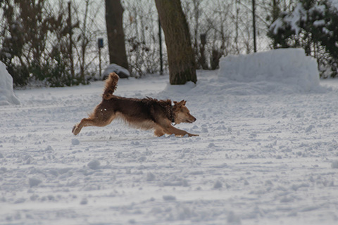 Hundewiese Eickhorst
