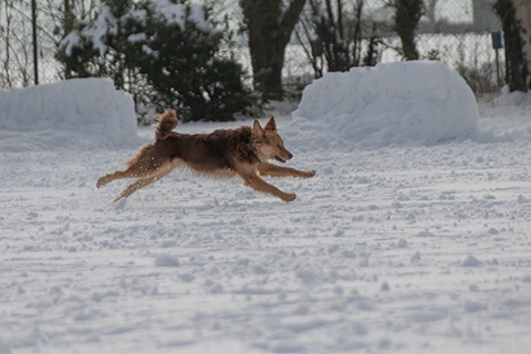 Hundewiese Eickhorst