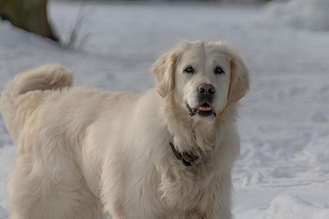 Hundewiese Eickhorst