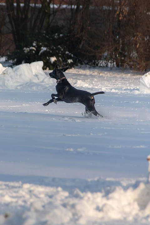 Hundewiese Eickhorst