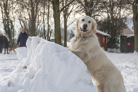 Hundewiese Eickhorst