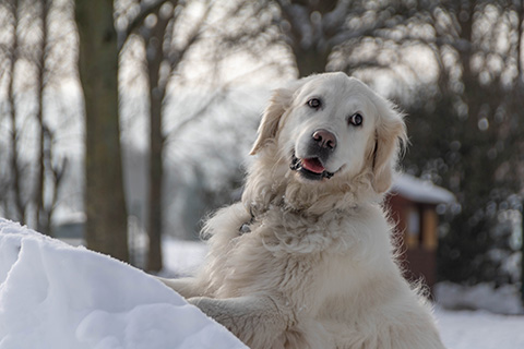 Hundewiese Eickhorst