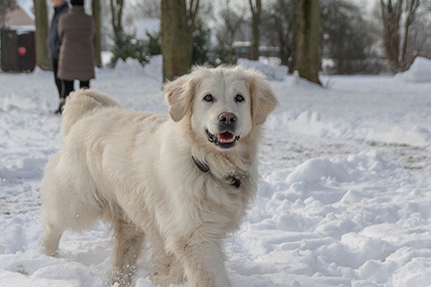 Hundewiese Eickhorst