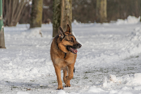 Hundewiese Eickhorst