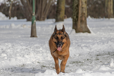 Hundewiese Eickhorst