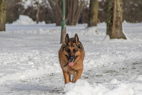 Hundewiese Eickhorst