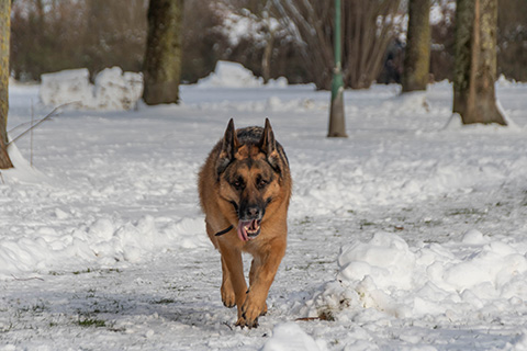 Hundewiese Eickhorst