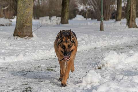 Hundewiese Eickhorst