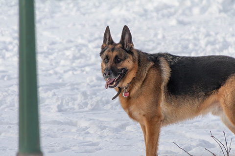 Hundewiese Eickhorst