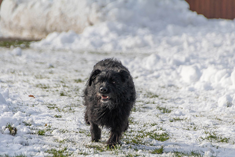 Hundewiese Eickhorst