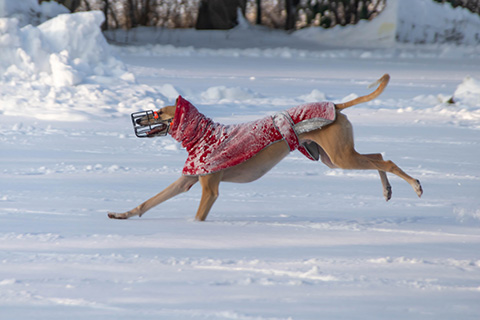 Hundewiese Eickhorst