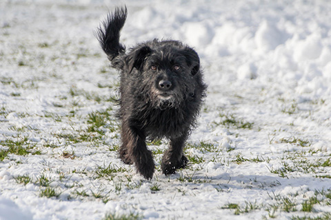 Hundewiese Eickhorst