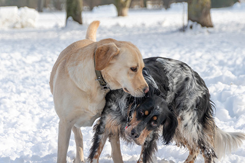 Hundewiese Eickhorst