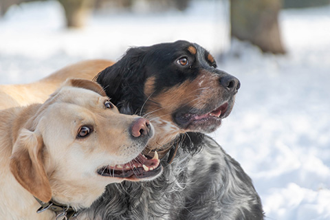 Hundewiese Eickhorst