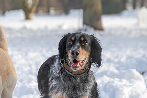 Hundewiese Eickhorst