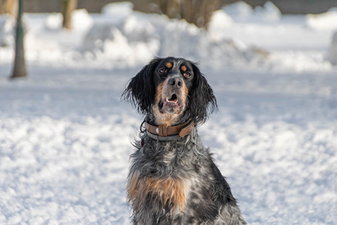 Hundewiese Eickhorst