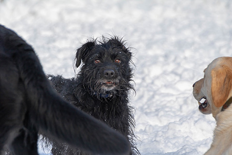 Hundewiese Eickhorst