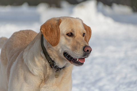 Hundewiese Eickhorst