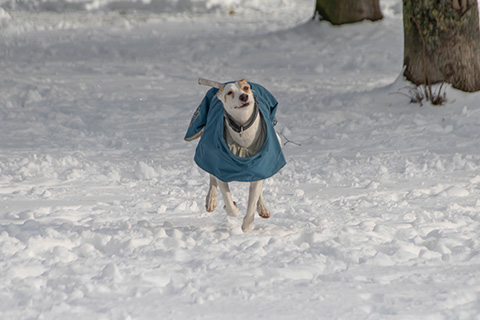 Hundewiese Eickhorst