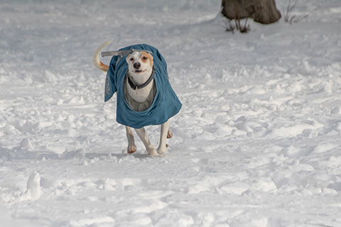 Hundewiese Eickhorst