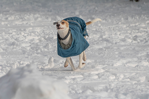 Hundewiese Eickhorst